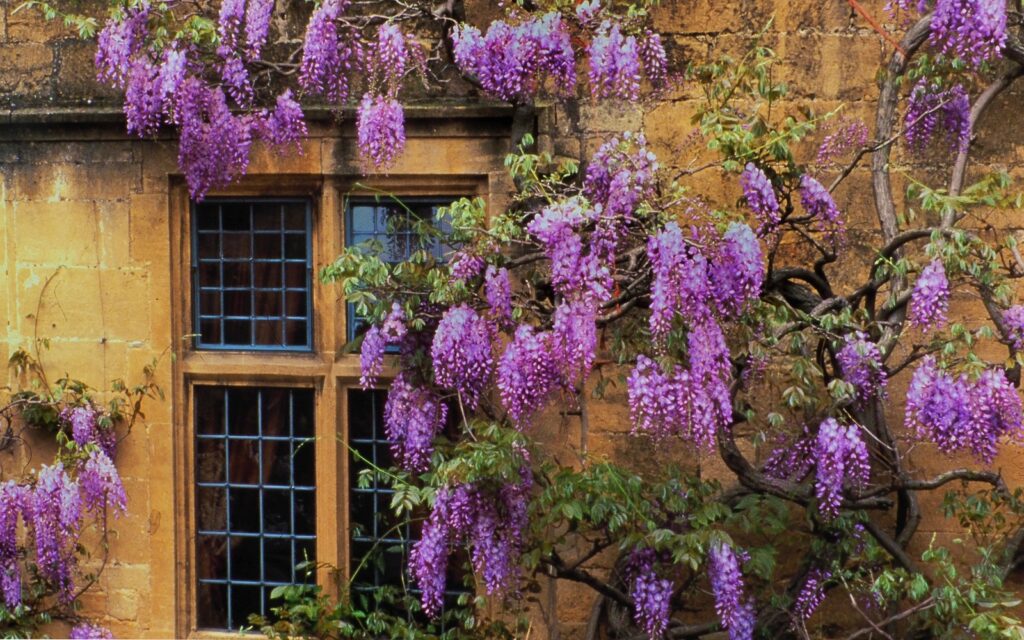 MSU Retirement Plan Match Reduction. Old brick wall with lots of purple wisteria flowers covering it