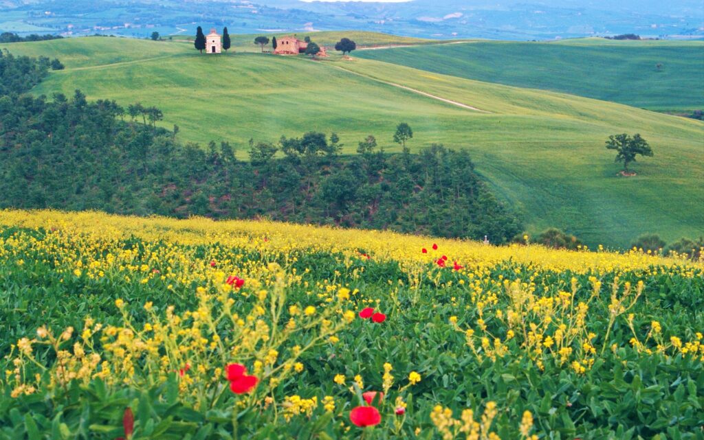 Employer's Retirement Plan. Field of yellow flowers with house in the distance