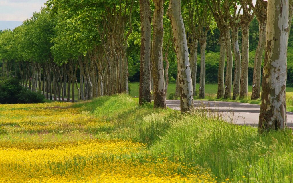 Improving Your Relationship With Money. Beautiful row of trees along a road and a yellow autumn field