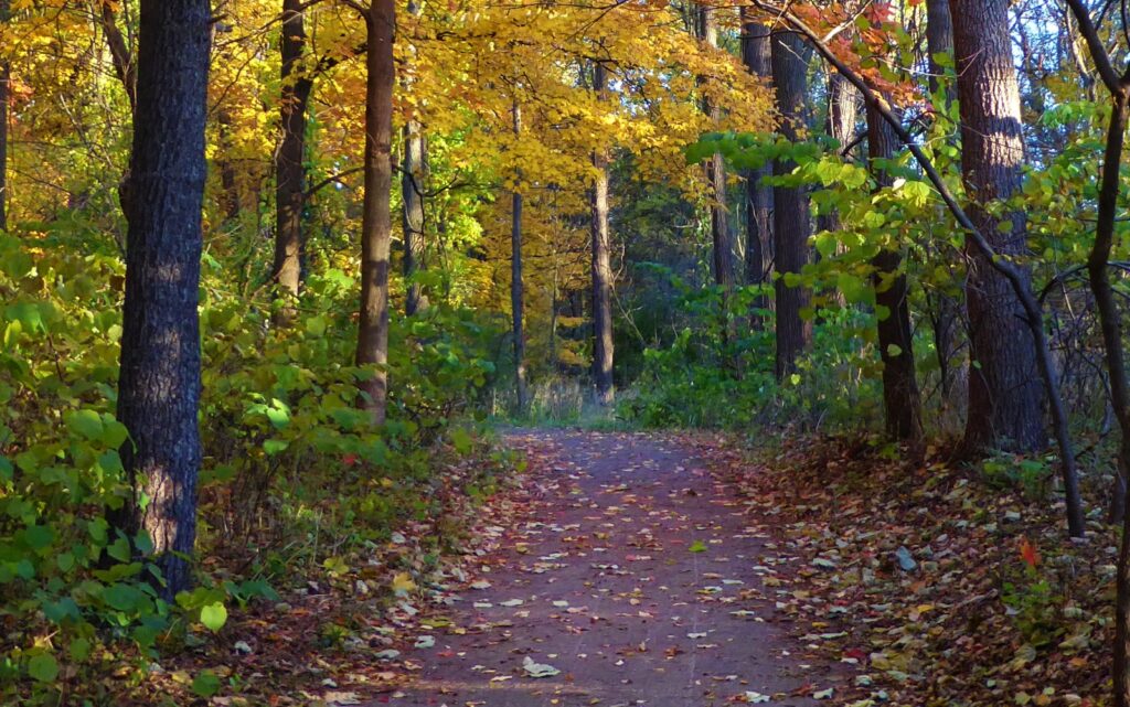 State Of Michigan Health Plan. Michigan woods with path in fall.