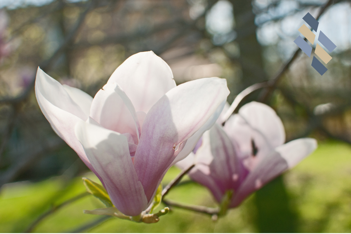 Starting A New Job Rolling Over A 401k